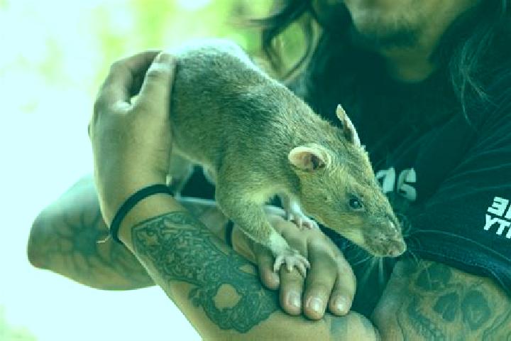 Escorts Pathum Rat, Thailand — Local Companions