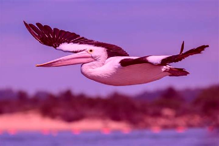 Escorts Pelican, Australia — Local Companions