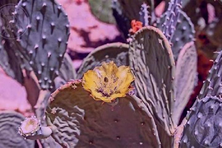 Escorts Peyote, Mexico — Local Companions