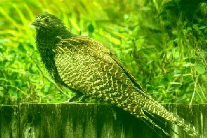 Escorts Pheasants Nest, Australia — Local Companions