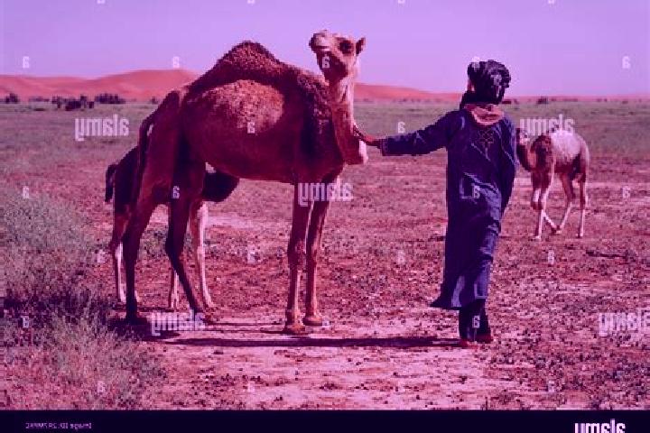 Escorts Queen Camel, United Kingdom — Local Companions
