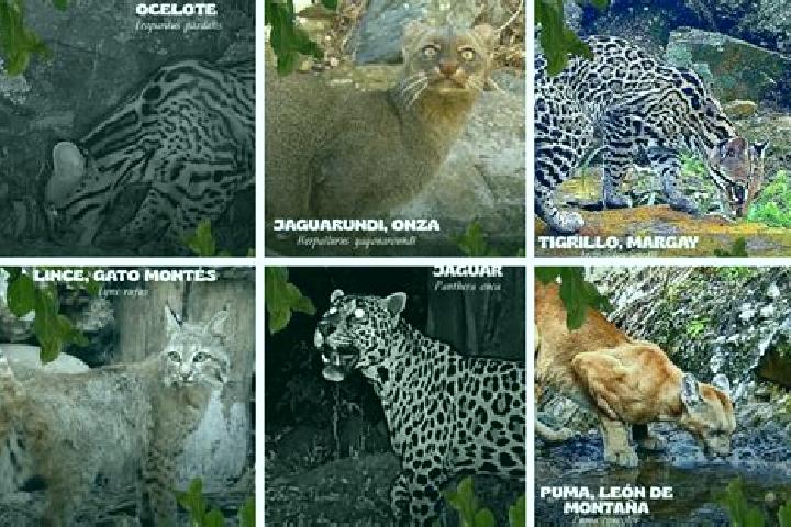 Escorts Quila, Mexico — Local Companions
