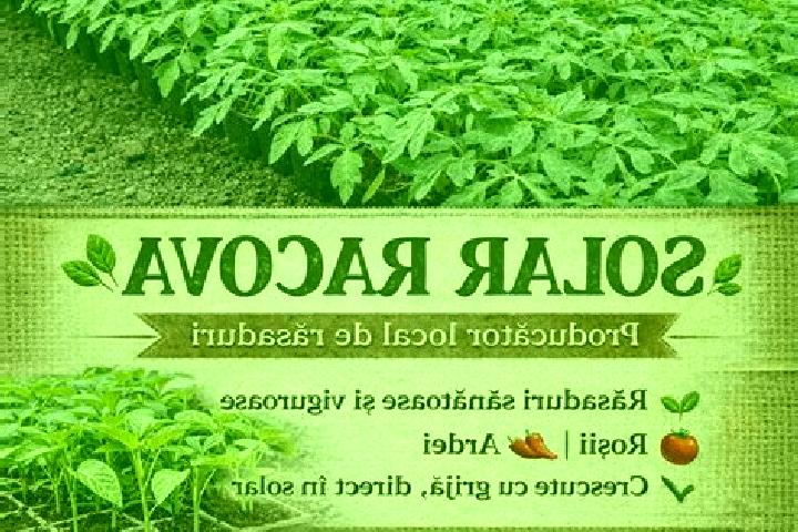 Escorts Racova, Romania — Local Companions