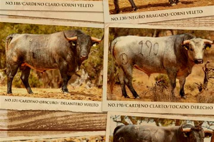 Escorts Rancho Seco, Mexico — Local Companions
