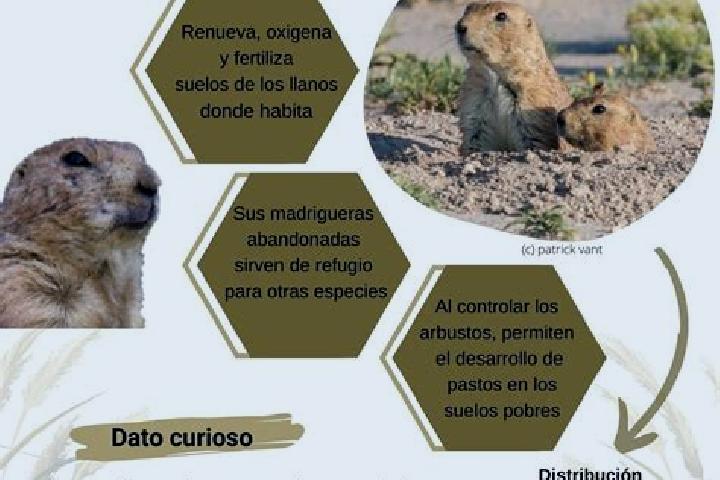 Escorts Rincones de la Pradera, Mexico — Local Companions