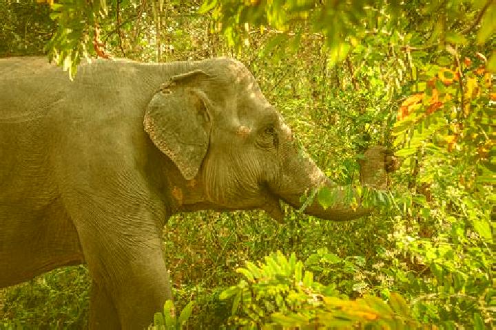 Escorts Sakmut Leu, Cambodia — Local Companions
