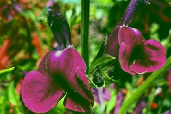 Escorts Salvias, Ecuador — Local Companions