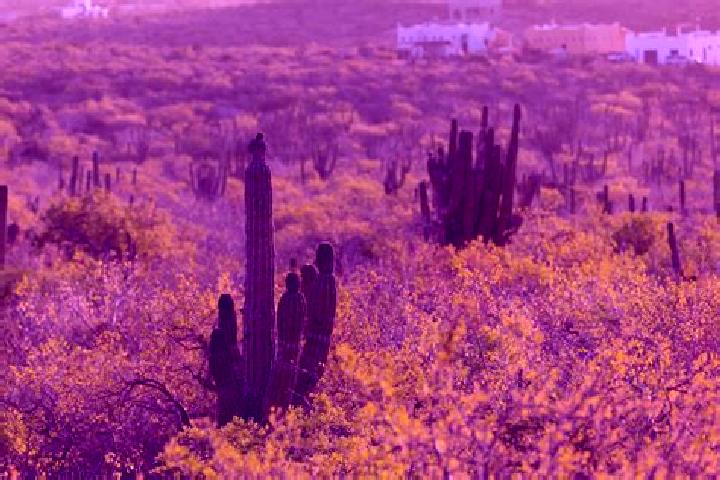 Escorts San Ignacio, Mexico — Local Companions