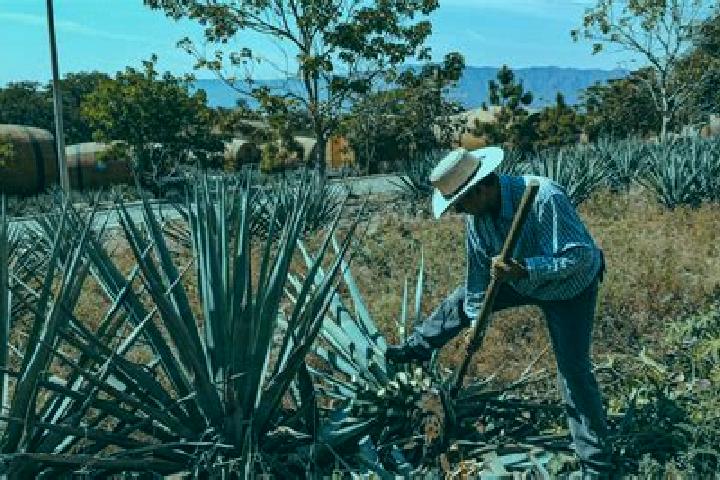 Escorts San Juan Bautista Jayacatlan, Mexico — Local Companions