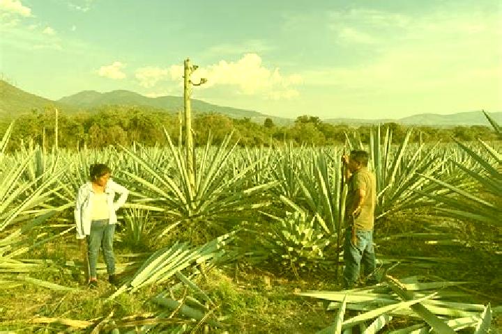 Escorts Santa Catarina Minas, Mexico — Local Companions