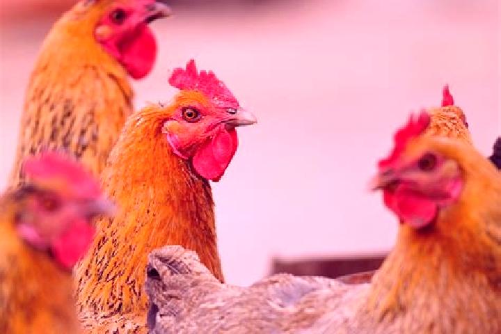 Escorts Santa Rosa de Gallinas, Mexico — Local Companions