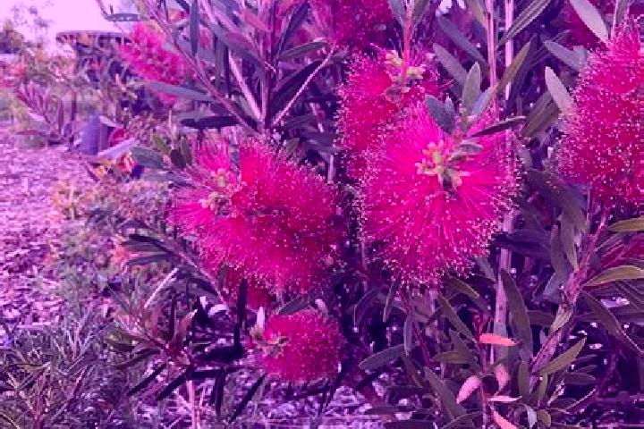 Escorts Seaholme, Australia — Local Companions