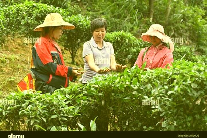 Escorts Shangping, China — Local Companions