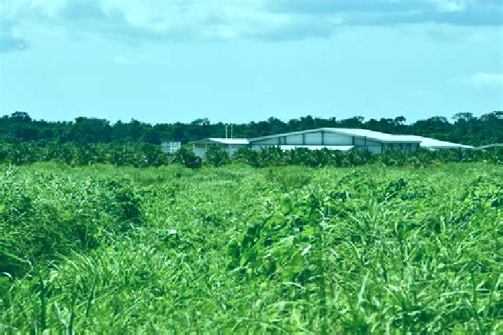 Escorts Silk Grass, Belize — Local Companions