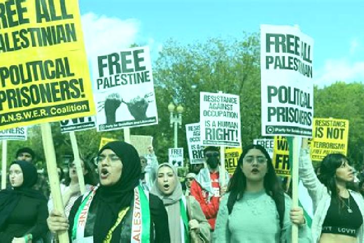 Escorts Sir, Palestine — Local Companions