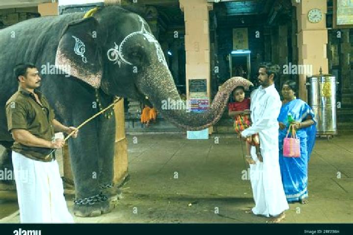 Escorts Swamimalai, India — Local Companions