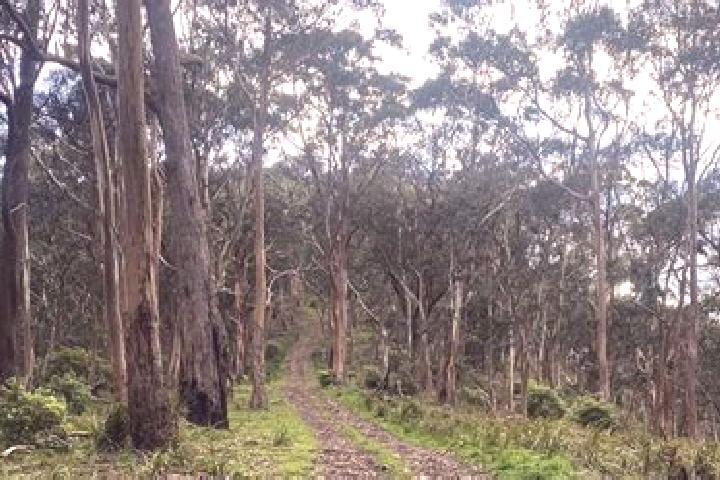 Escorts Tallarook, Australia — Local Companions