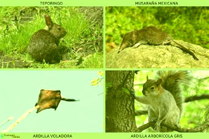 Escorts Tepetitla, Mexico — Local Companions