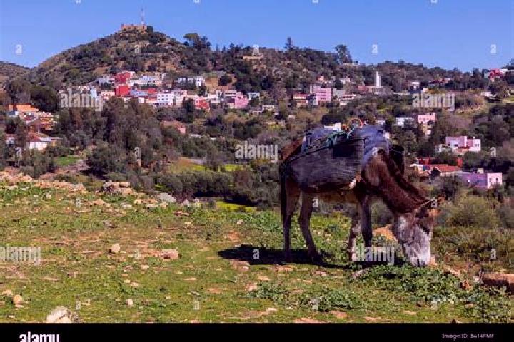 Escorts Teroual, Morocco — Local Companions
