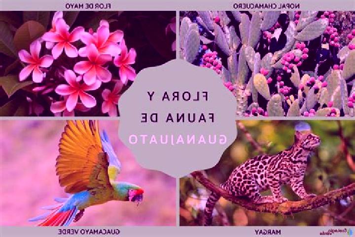 Escorts Texhuacan, Mexico — Local Companions