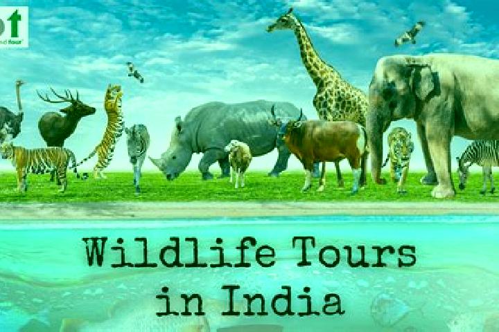 Escorts Thottada, India — Local Companions