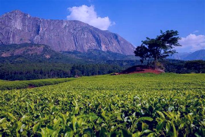 Escorts Thyolo, Malawi — Local Companions