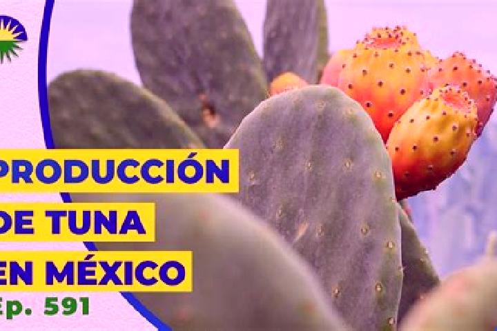 Escorts Tuna Mansa, Mexico — Local Companions