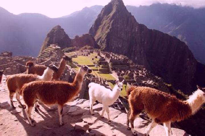 Escorts Vischongo, Peru — Local Companions