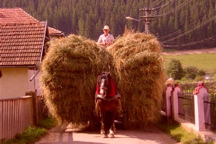 Escorts Voitinel, Romania — Local Companions