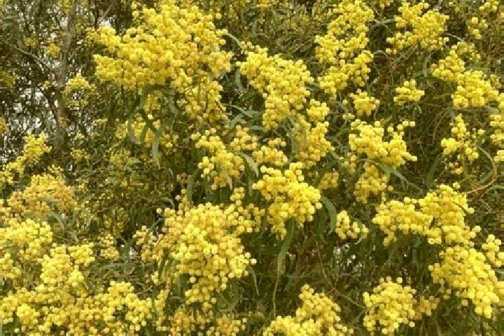 Escorts Wattle Grove, Australia — Local Companions
