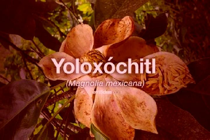 Escorts Yoloxochitl, Mexico — Local Companions
