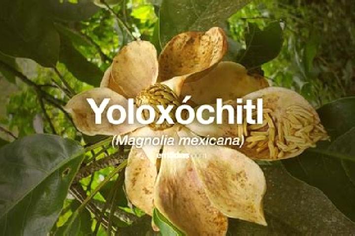 Escorts Yoloxochitl (Santiago Yoloxochitl), Mexico — Local Companions