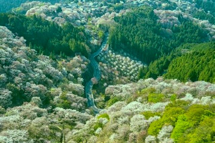 Escorts Yoshino, Japan — Local Companions