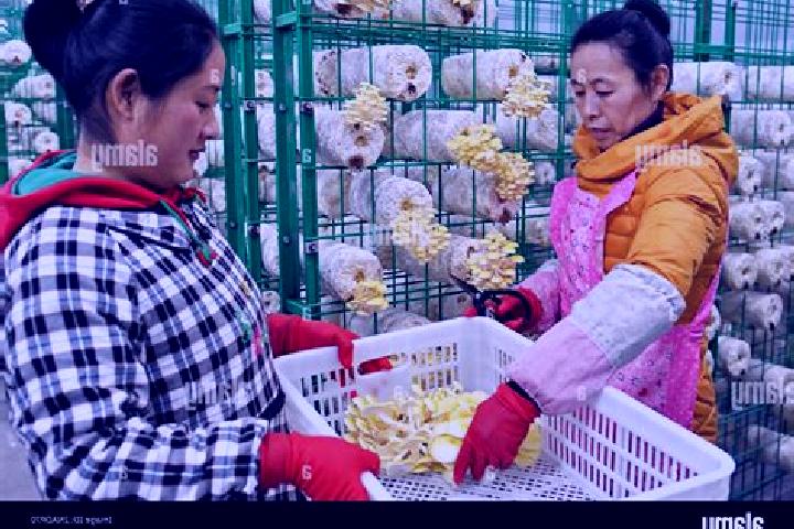 Escorts Zhanggezhuang, China — Local Companions