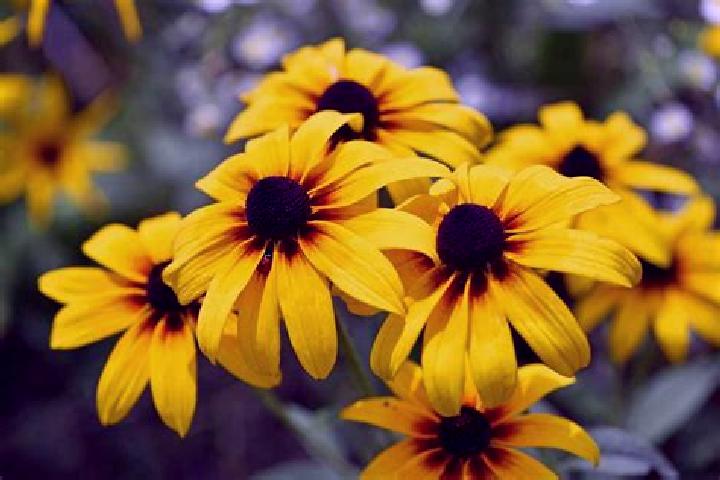 Eva, 31, a black amber-eyed ebony companion based in Niempurgue. Offering Erotic Massage, Party Girl, Dinner Date. Available for incall and outcall, day and ...