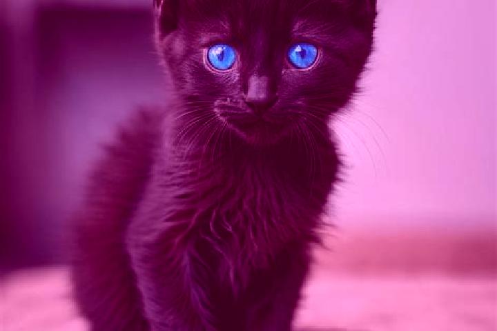 Evelyn, 22, a black blue-eyed caribbean companion based in Serra Alta. Offering Roleplay, Erotic Massage, Domination. Available for incall and outcall, overn...