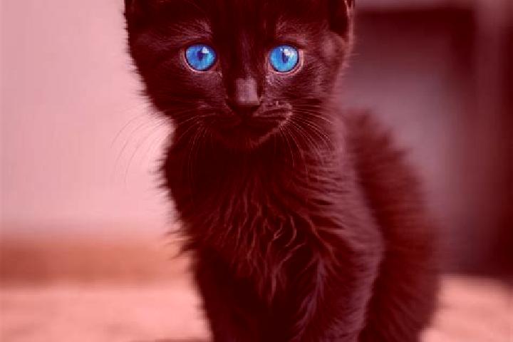 Evelyn, 25, a black blue-eyed caribbean companion based in Serramonacesca. Offering Erotic Massage, Tantra, 69. Available for incall and outcall, overnight b...