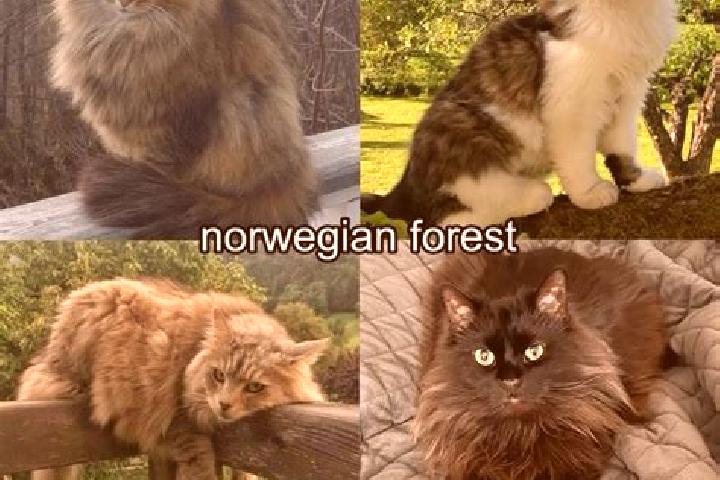 Evelyn, 39 — Escort in Forset, Norway
