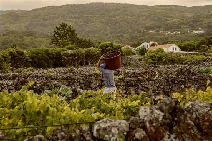 Grace, 21 — Escort in Biscoitos, Portugal