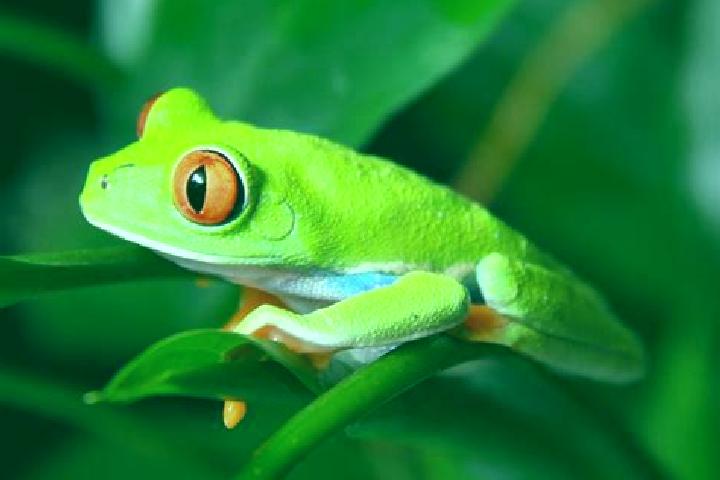 Hannah, 36, a red green-eyed caribbean companion based in Agua Limpia. Offering Party Girl, CIM, Travel Companion, Overnight. Available for incall and outcal...