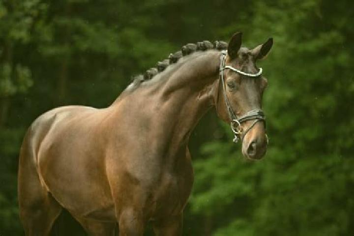 Harper, 26, a chestnut dark-eyed european companion based in Cesaro. Offering Deep French Kissing, Domination, Erotic Massage, Fetish, OWO. Available for inc...