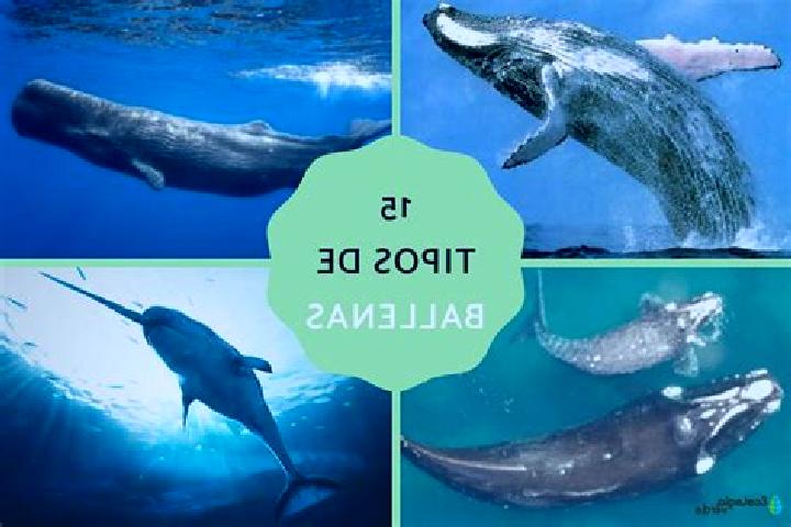 Harper, 28 — Escort in Fraccionamiento la Ballena Segunda Etapa, Mexico
