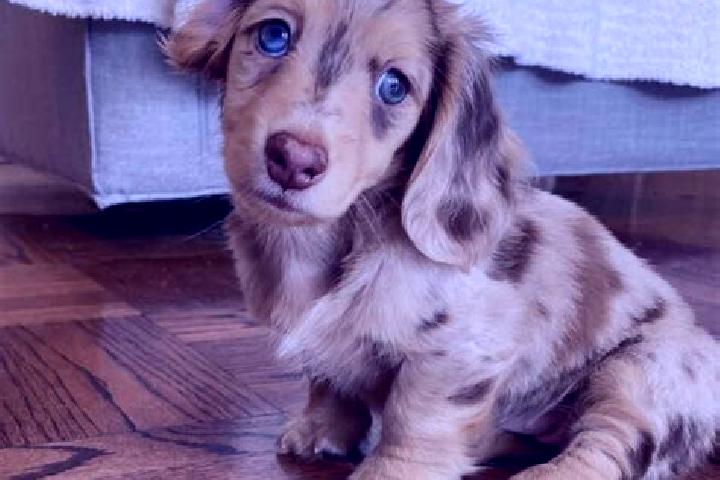 Harper, 35, a chestnut blue-eyed mixed companion based in Dembi Dolo. Offering Duos, OWO. Available for incall and outcall, overnight bookings available.