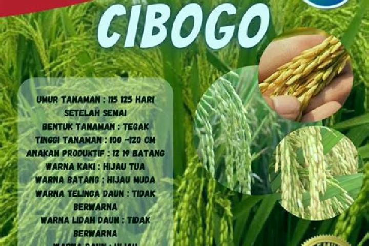 Hazel, 23 — Escort in Cibogo, Indonesia