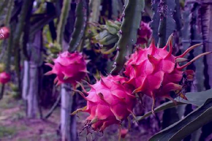 Hazel, 29 — Escort in Panuco (La Pitahaya) [Nuevo Centro de Poblacion], Mexico