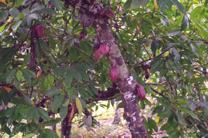 Iris, 23 — Escort in Cacao, Panama