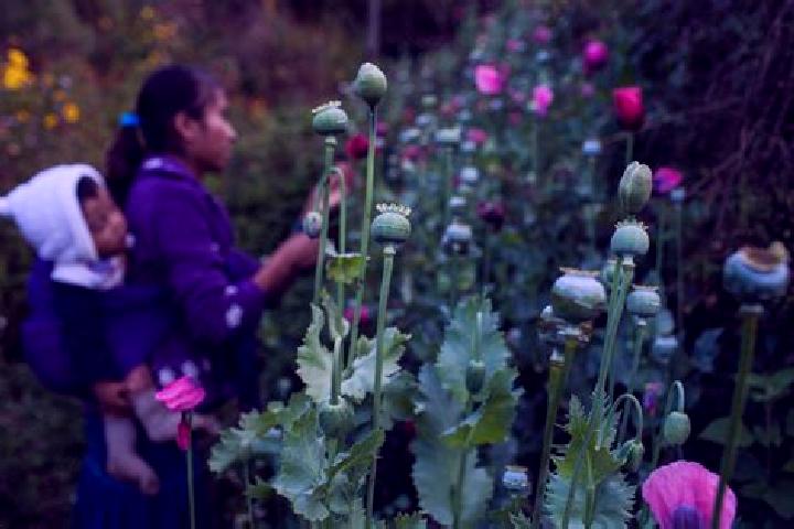 Iris, 23 — Escort in Santa Cruz Yucucani, Mexico