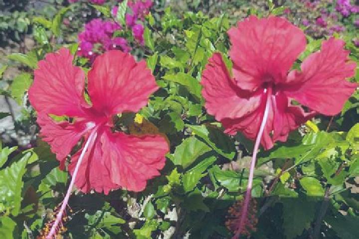 Iris, 24 — Escort in El Flor, Panama