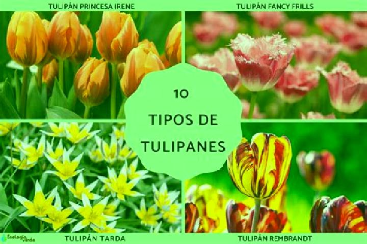 Iris, 27 — Escort in Tulipanes, Mexico