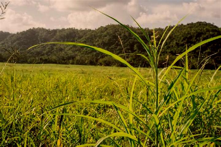 Iris, 28 — Escort in Silk Grass, Belize